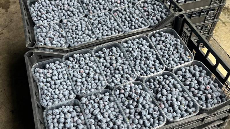 Hi5-LOGISTICS Group (Poland) delivers Freshness Across Europe with Two Perishable Shipments